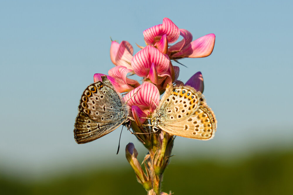 Photograph by Ирина Корнева