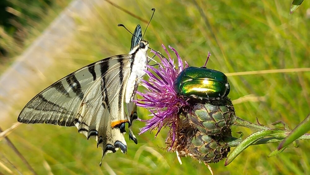 The Alchemical Metamorphosis