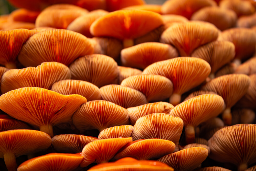 A detailed macro close up photograph showing massive dense cluster of bright orange wild mushrooms with glowing ribbed gills in forest