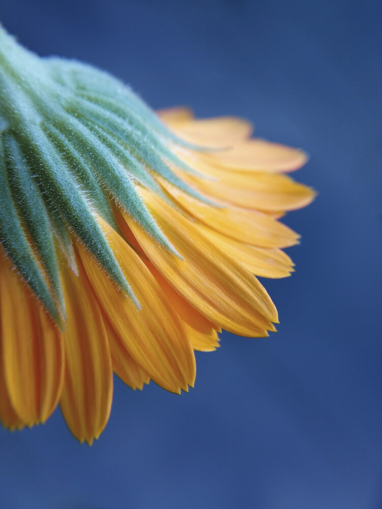 Photograph by Елена Опалева