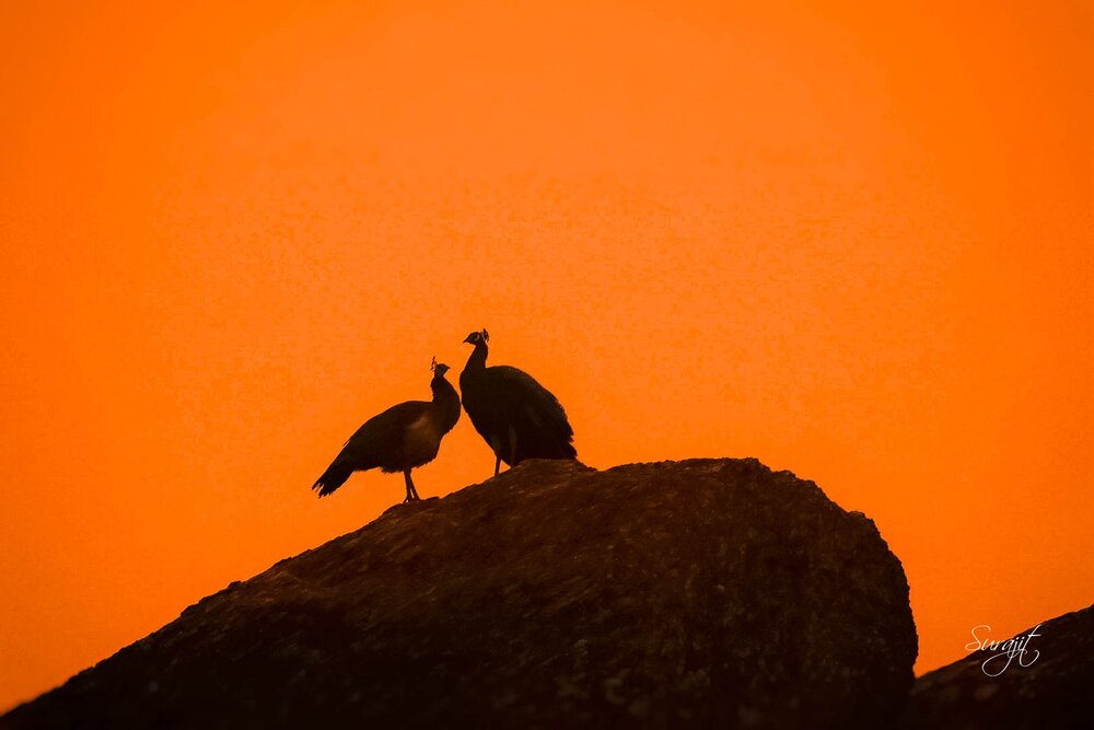 Photograph by Surajit Chattaraj