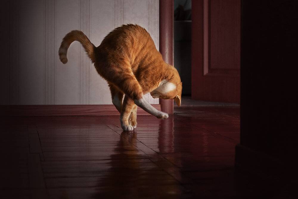 Photograph by Mighty Obscurant