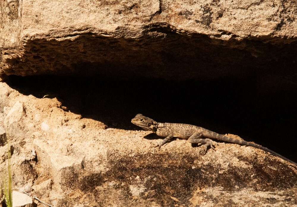 BIG LIZARD