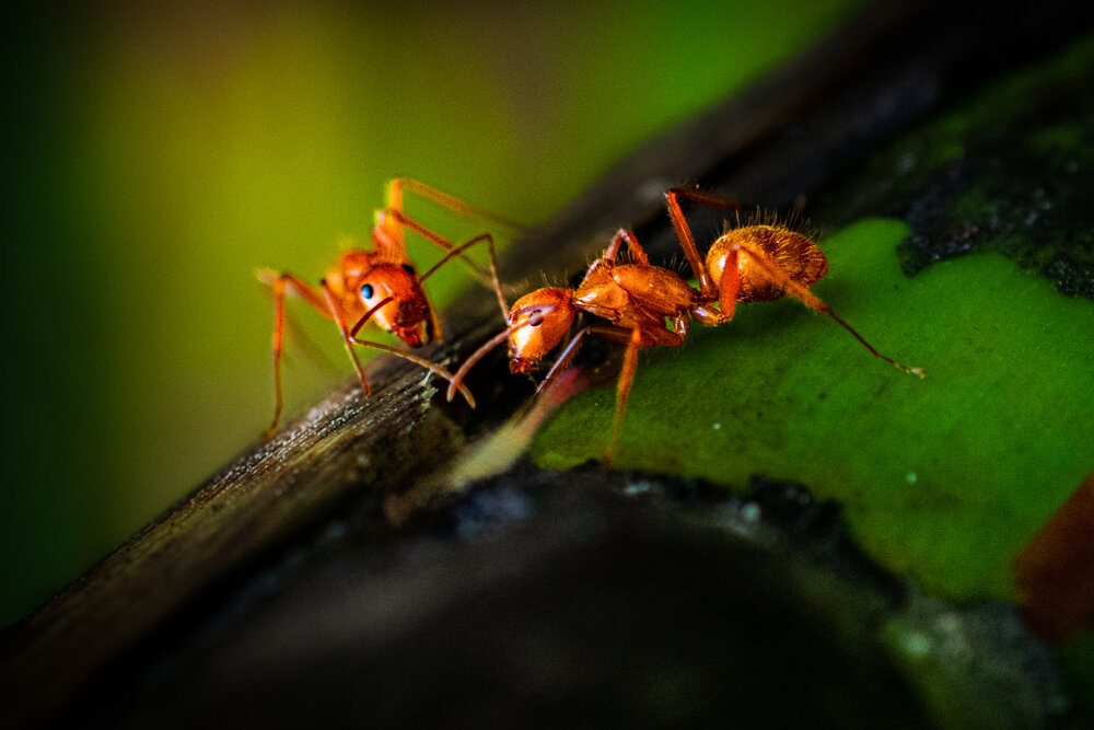 Photograph by Alberto Debs Rosales