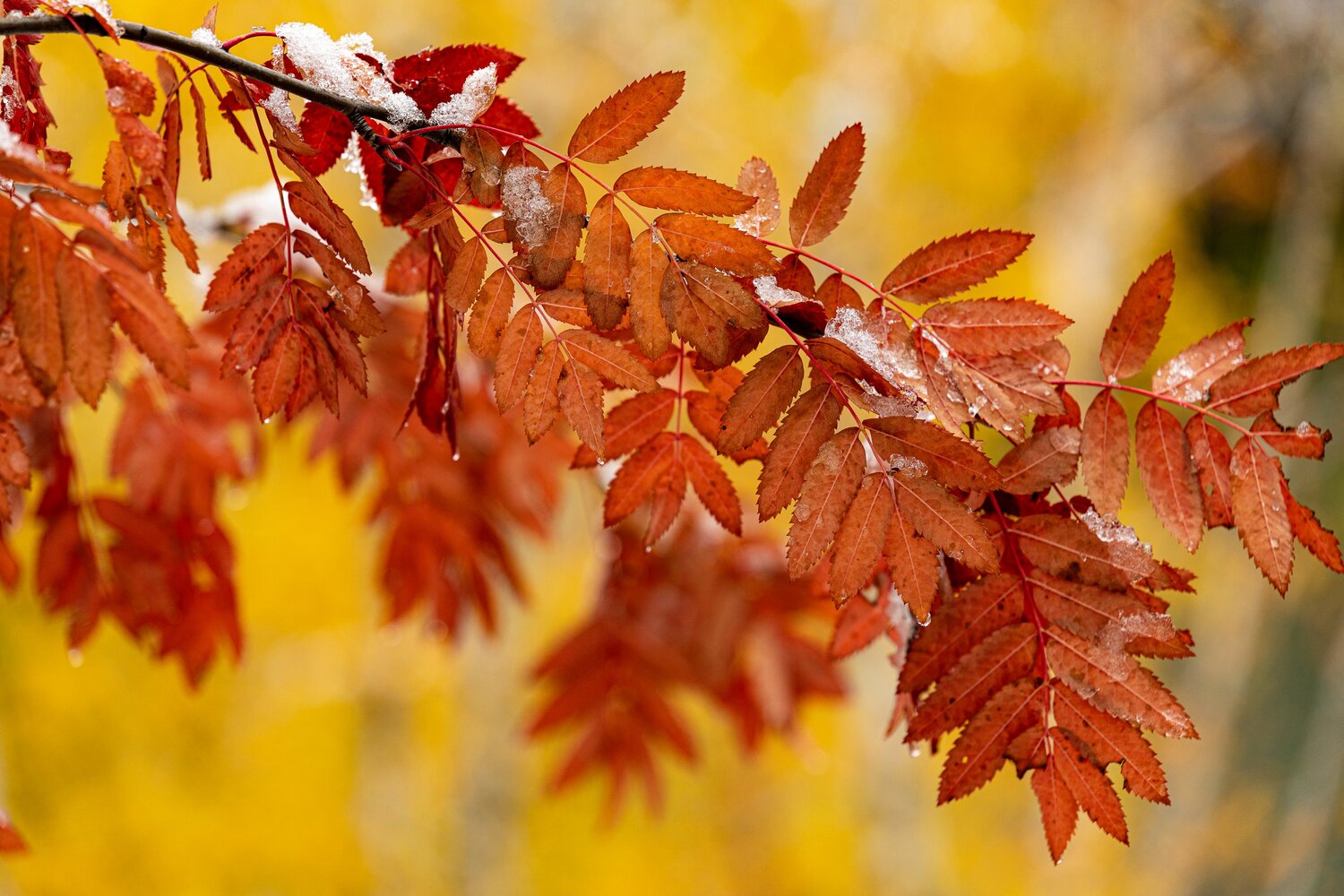 Photo #13997670