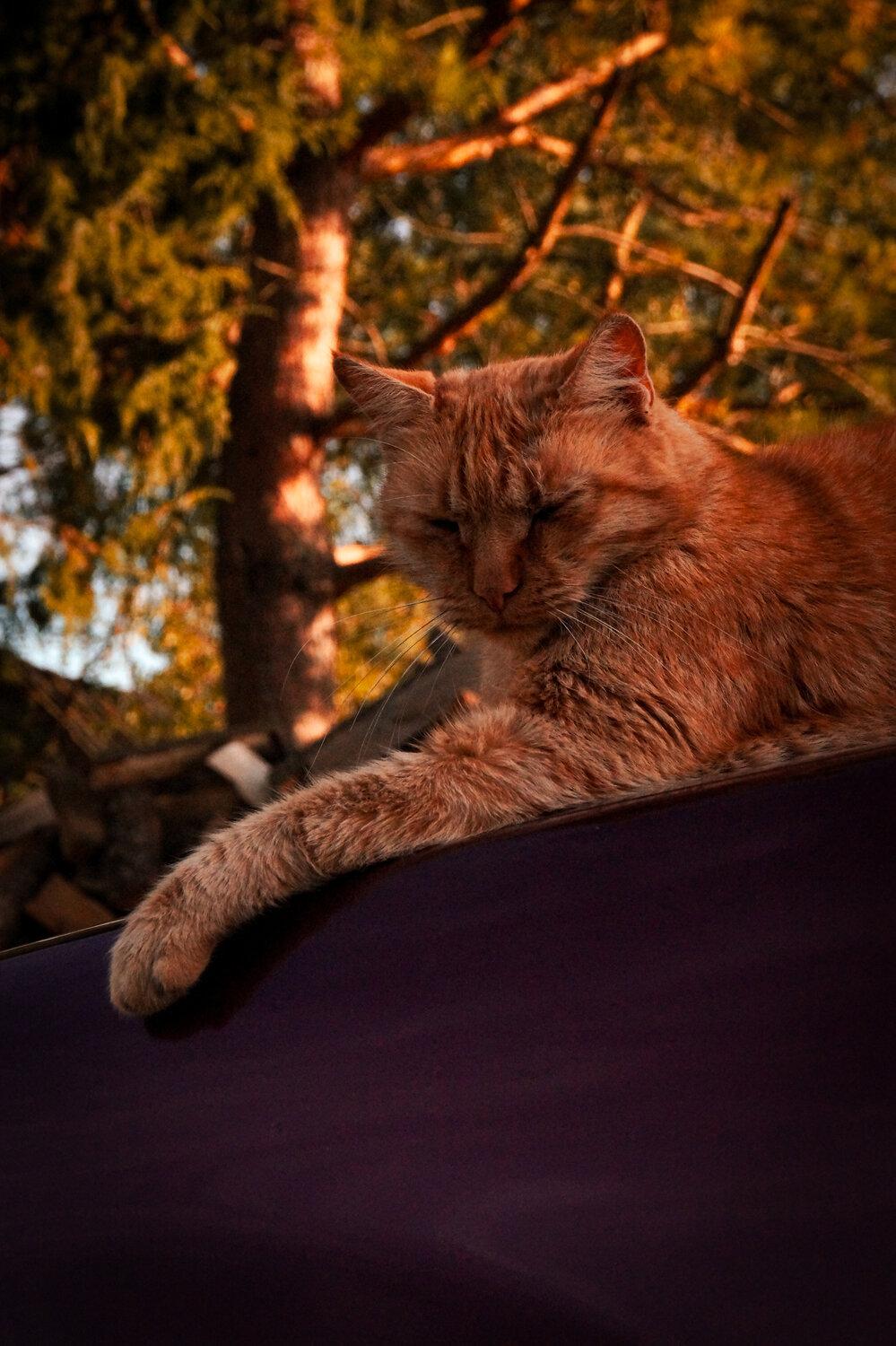 Photo #13997705