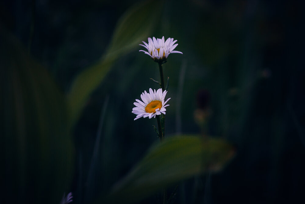 Photograph by Александр Жариков