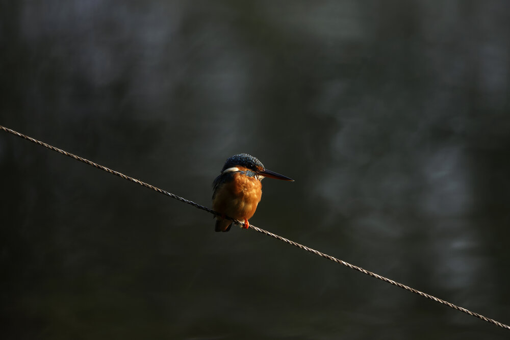 Photograph by Utpal Sarker
