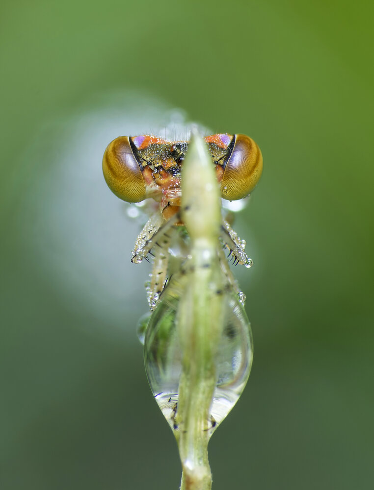Photograph by Utpal Sarker