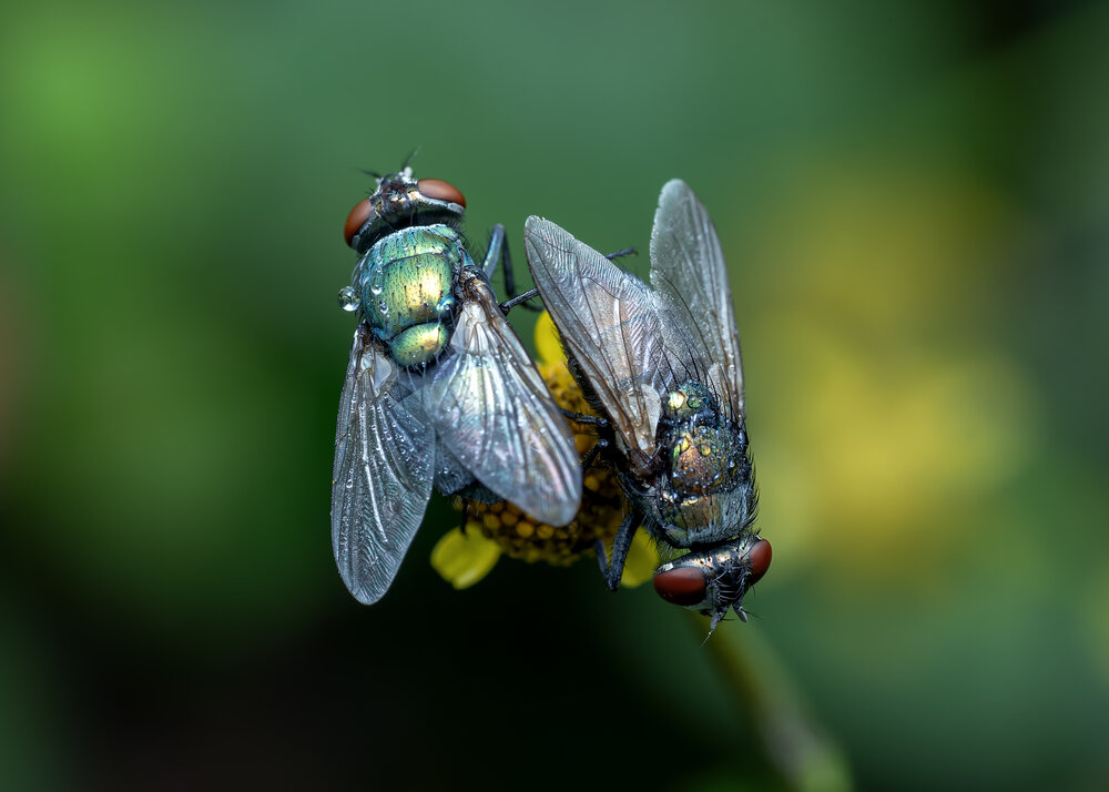 Photograph by Utpal Sarker