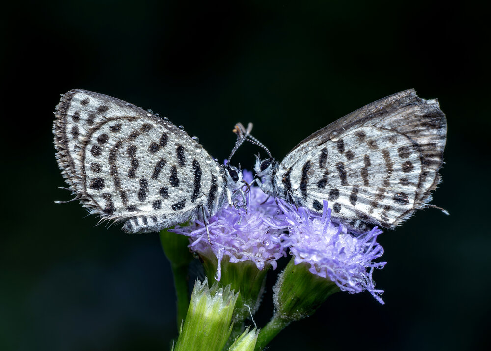 Photograph by Utpal Sarker