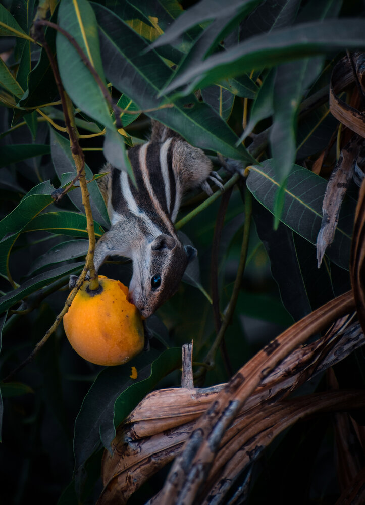Photograph by Subhadip Kanjilal