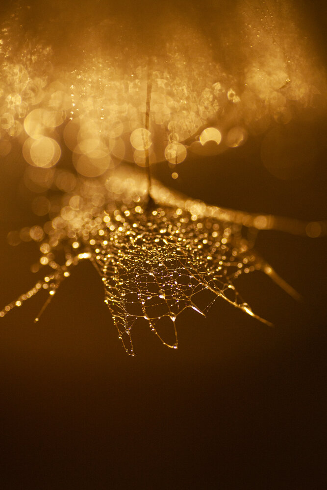 Photograph by Светлана Кавказская
