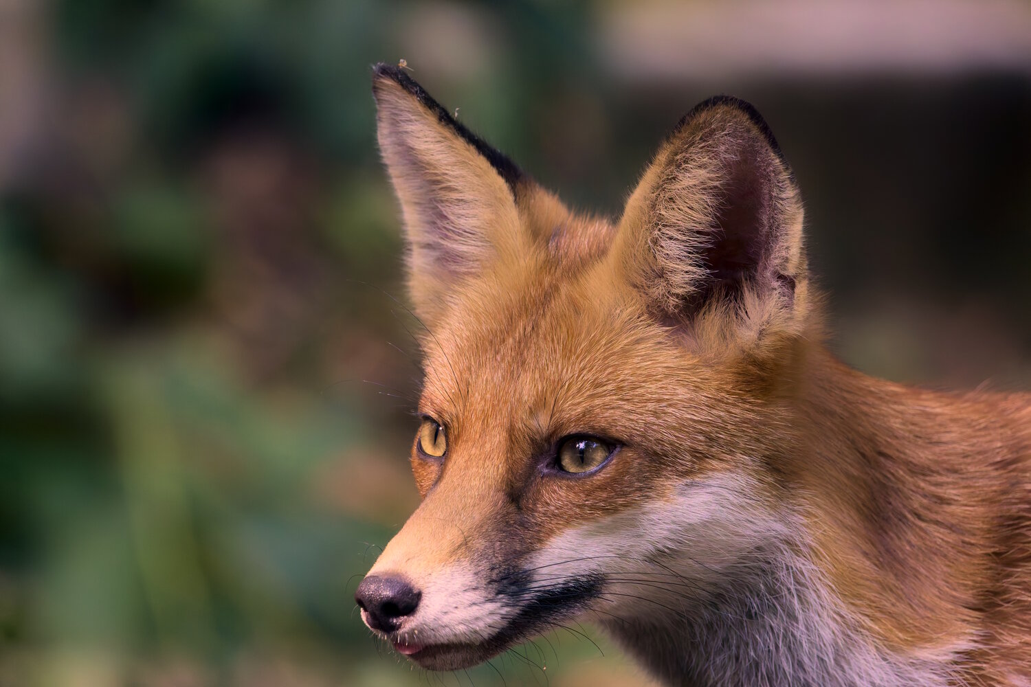 Photo #13998089