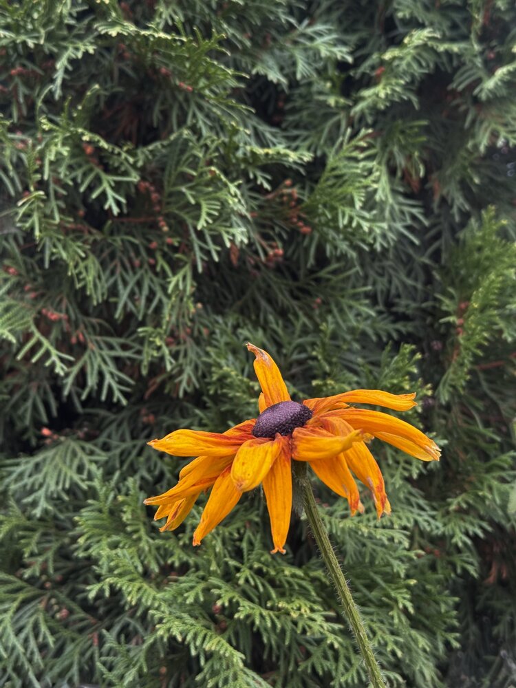 Photograph by Елена Войтова