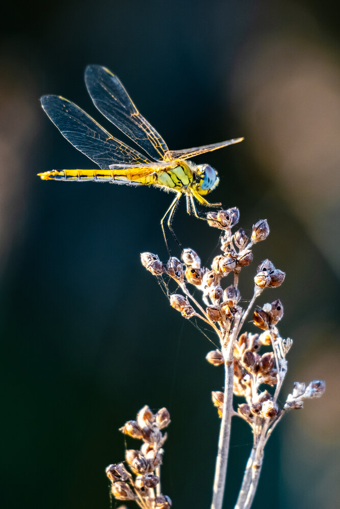 Photograph by Mantas Remesa