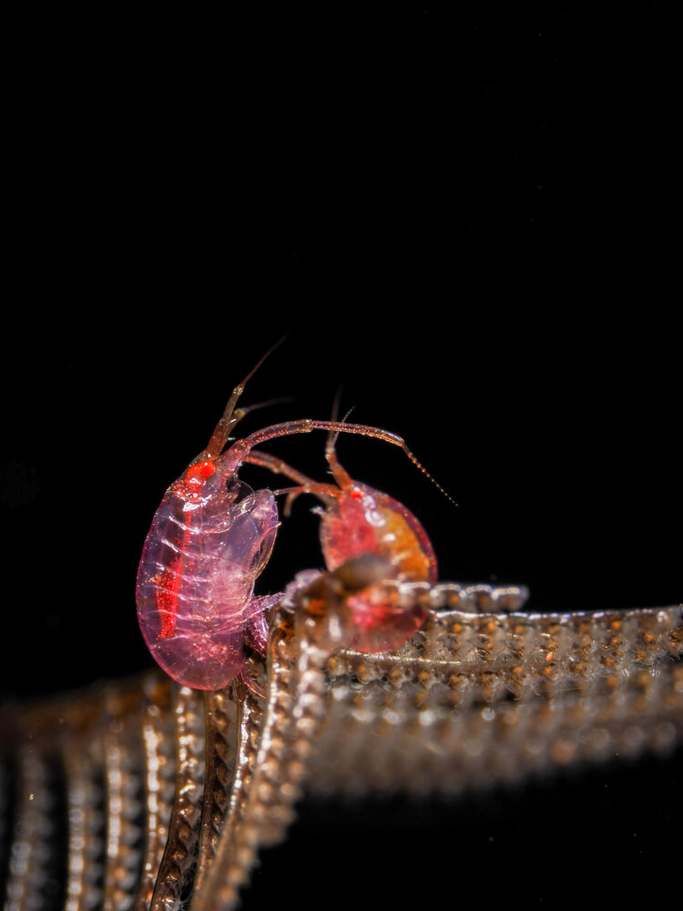 Photograph by Harun DUMANLI