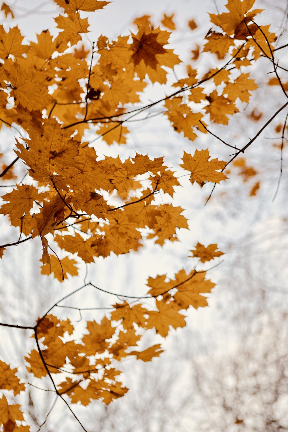 Photo #13998569