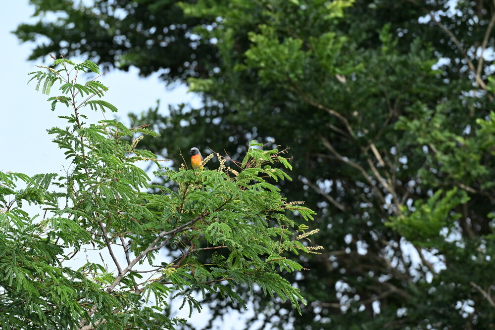 Small minivet male