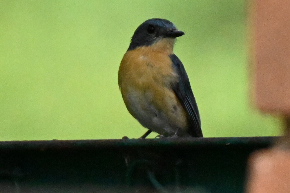 Tickell\'s blue fly catcher