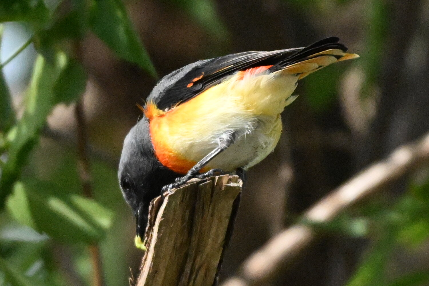 Small minivet