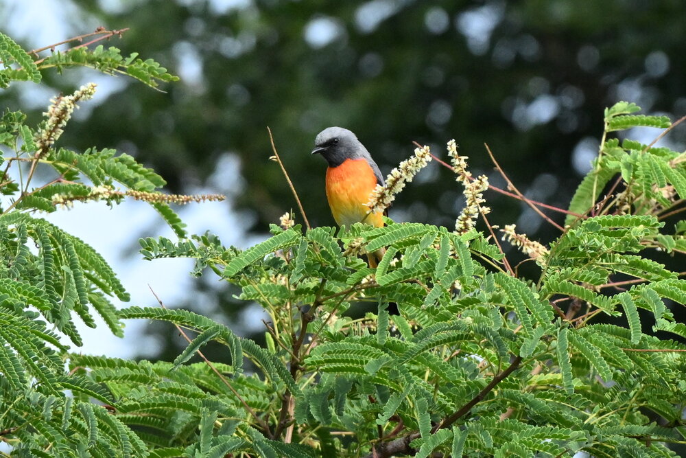Small minivet male
