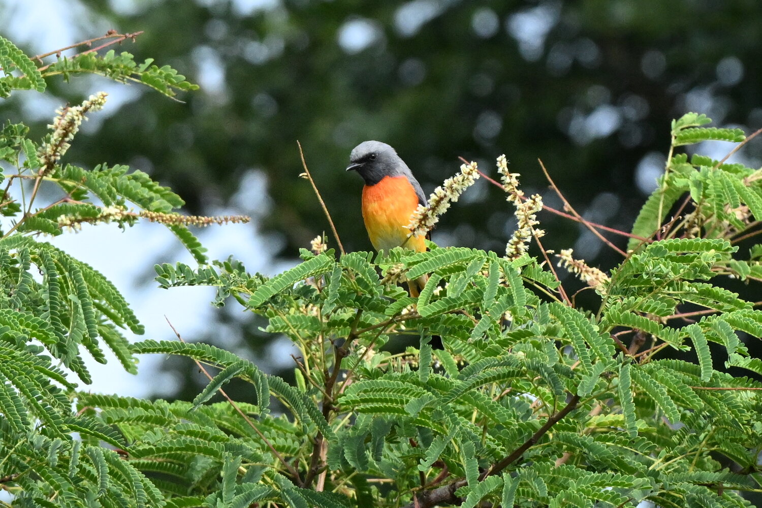 Small minivet male