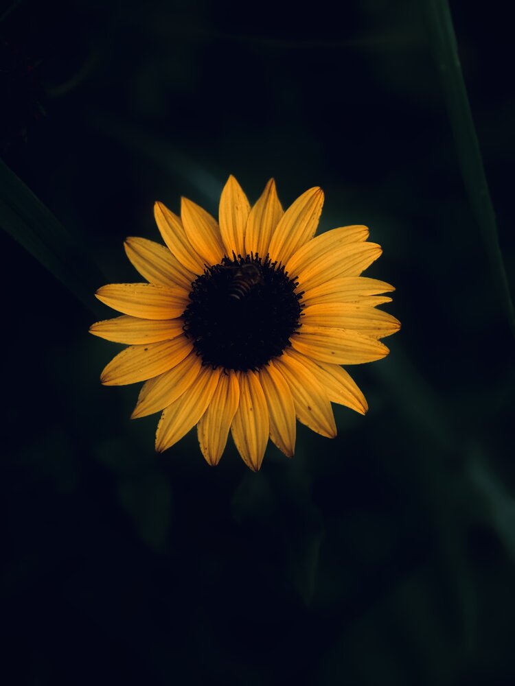 Photograph by AL AMIN MD