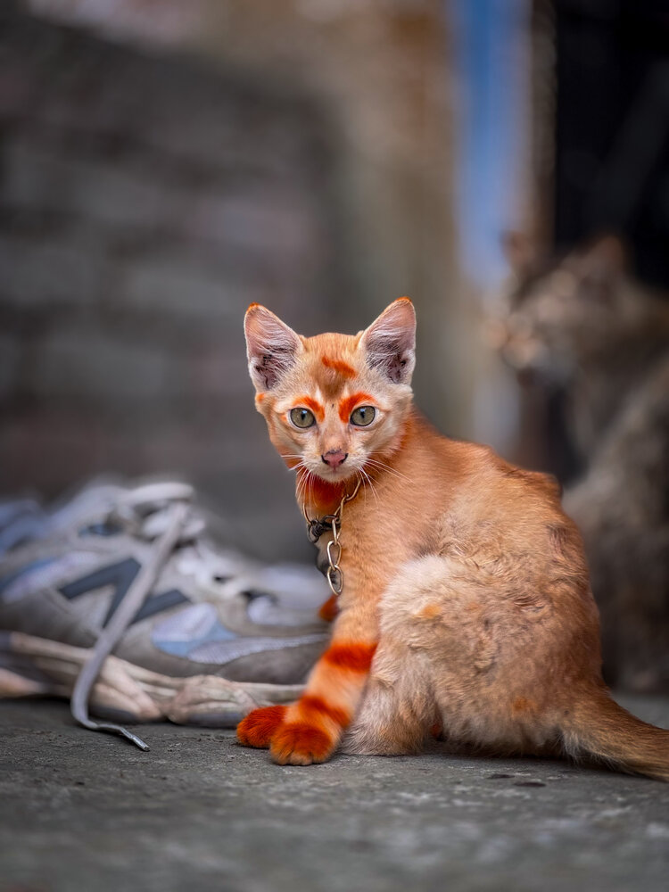 Photograph by AL AMIN MD