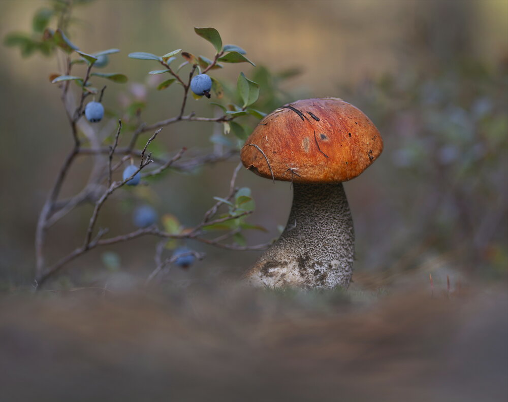 Photograph by Александр Гвоздь