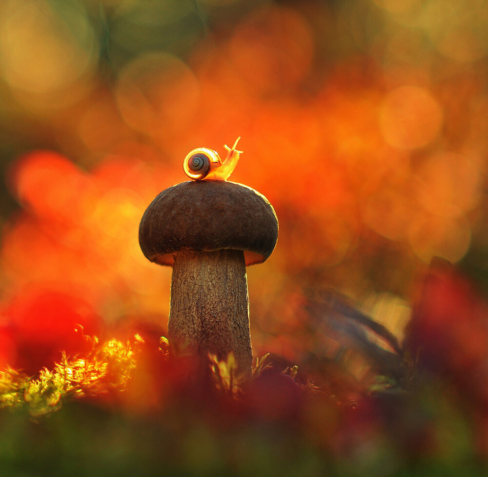 Photograph by Александр Гвоздь