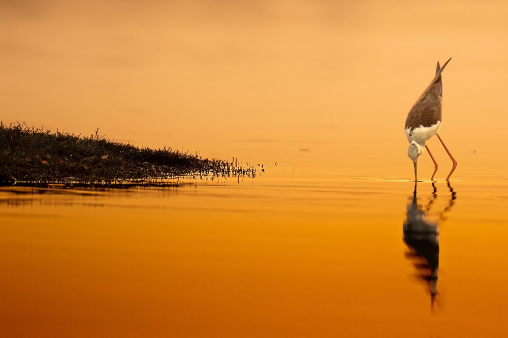 Golden Reflections
