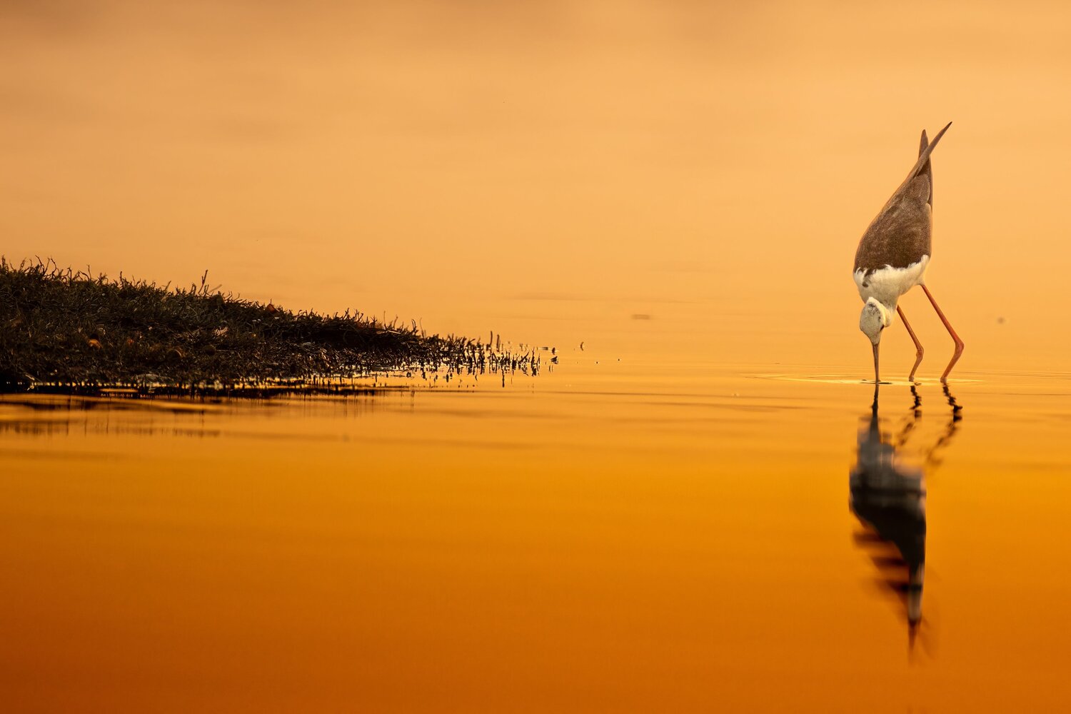 Golden Reflections