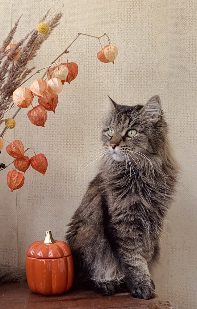 Кот и осень