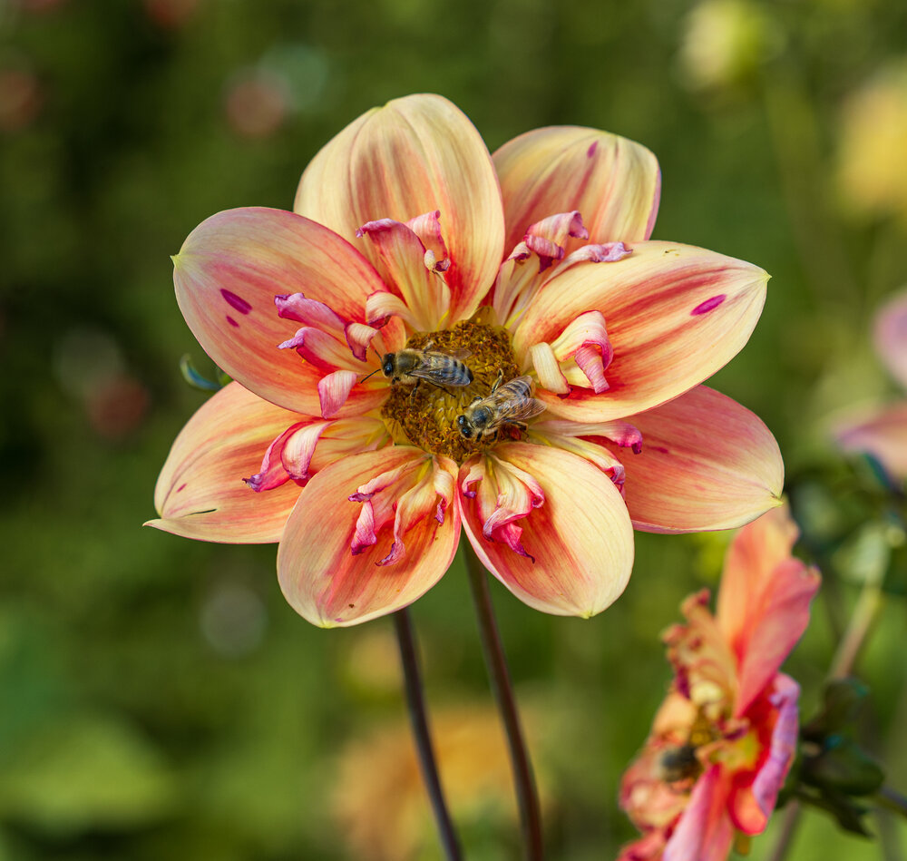Photograph by otromira