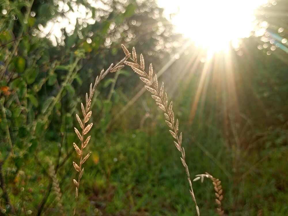 “Golden Evening Grass”
