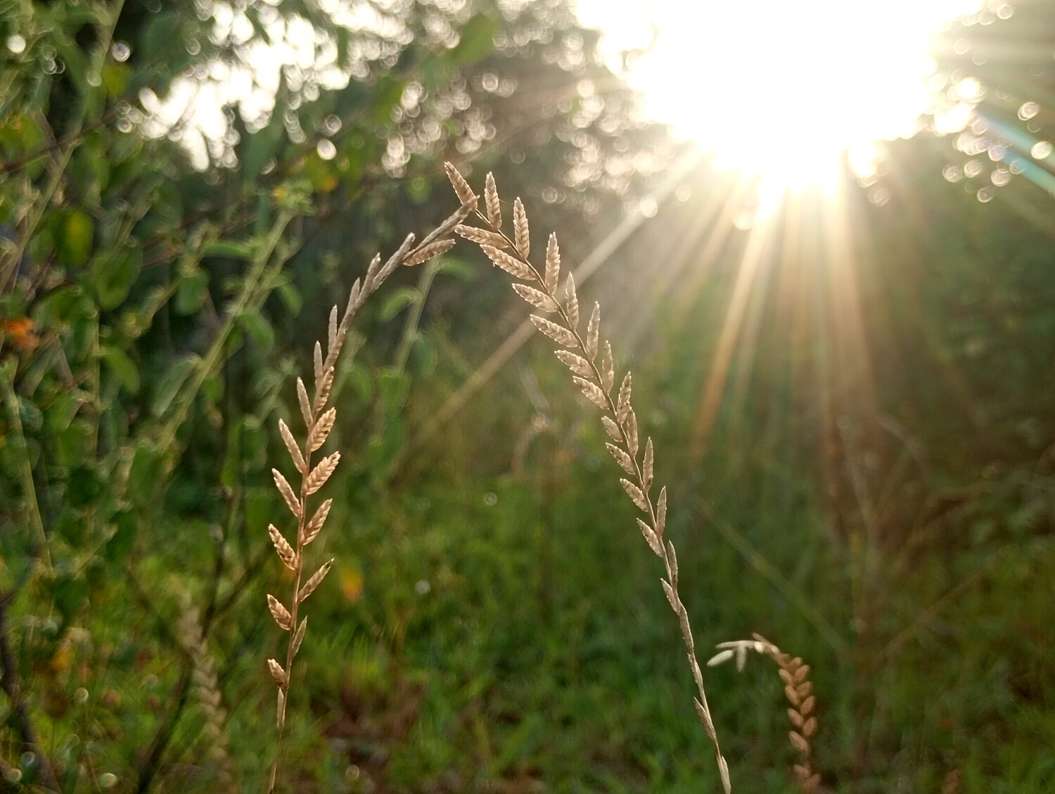 “Golden Evening Grass”