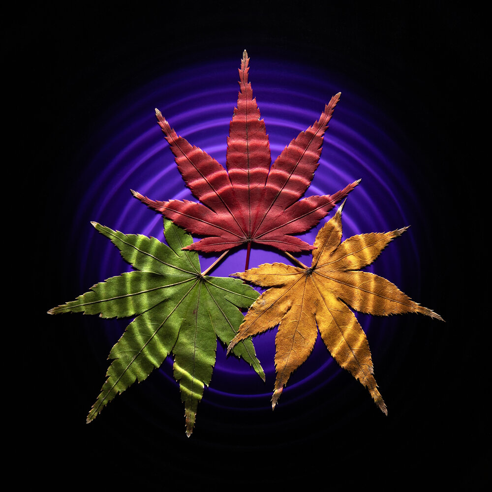 Three-colored autumn leaves and water ripples