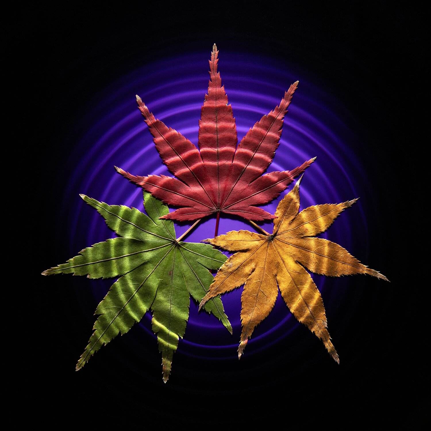 Three-colored autumn leaves and water ripples