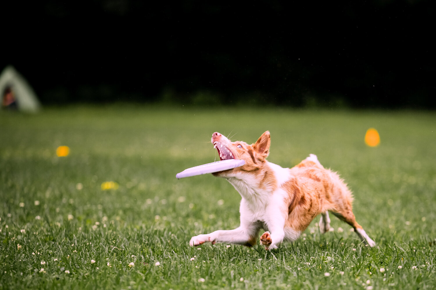 Photo #13999558