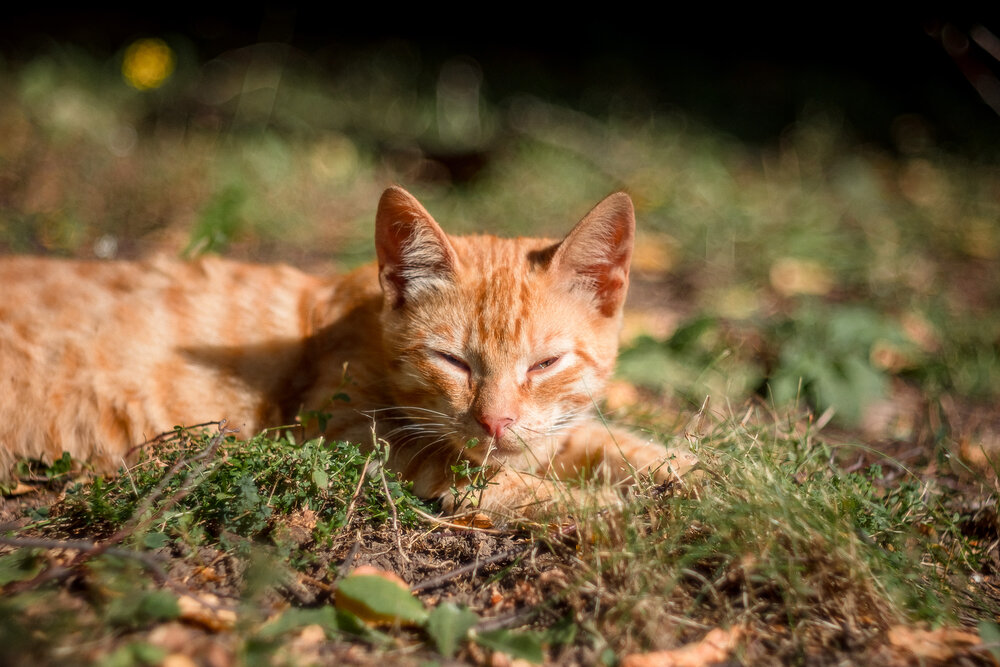 Photograph by Алексей Кацан