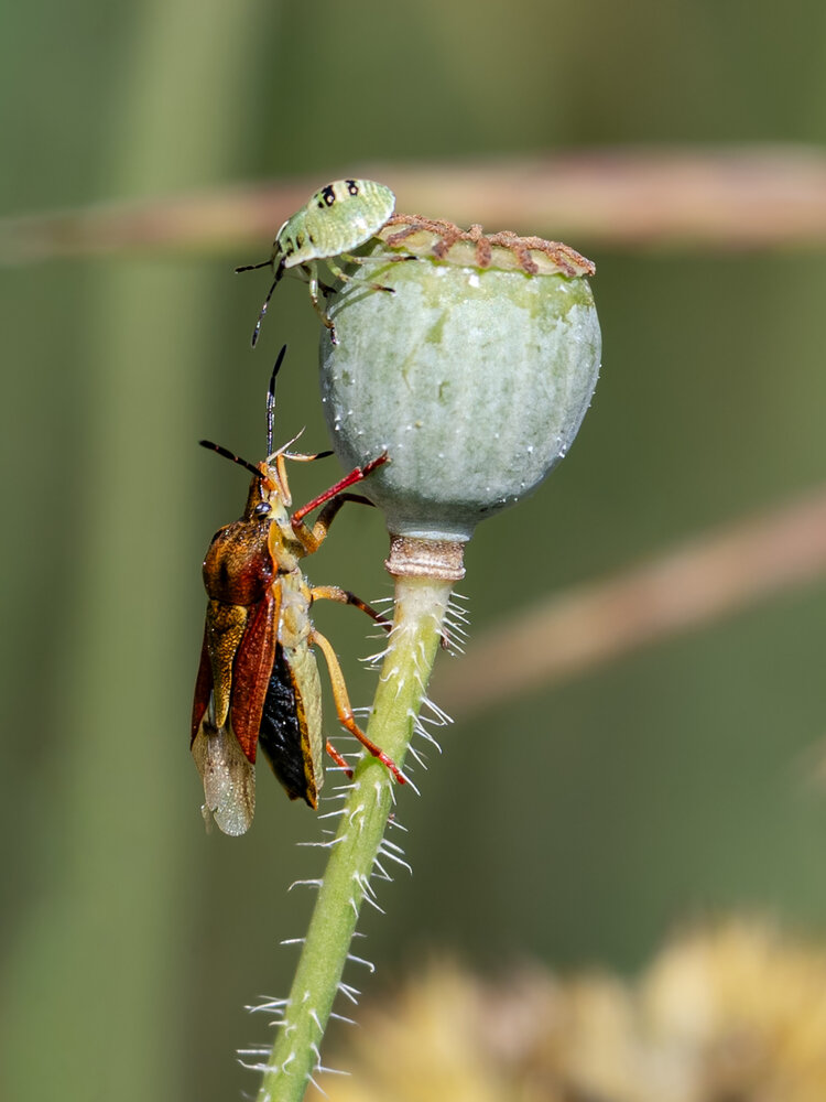 Photograph by Галина Суровицкая