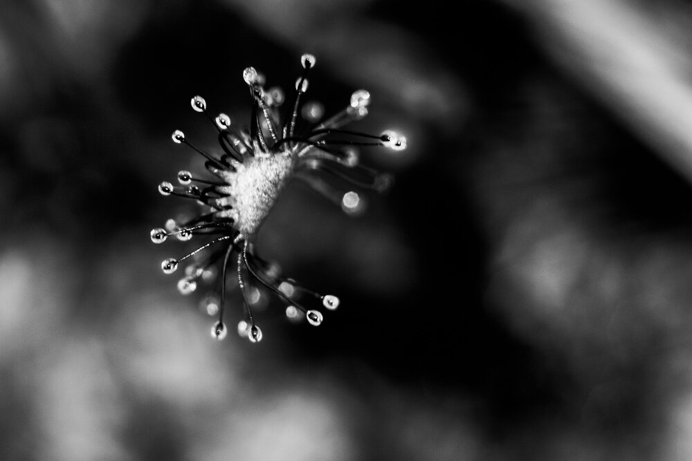 Sundew