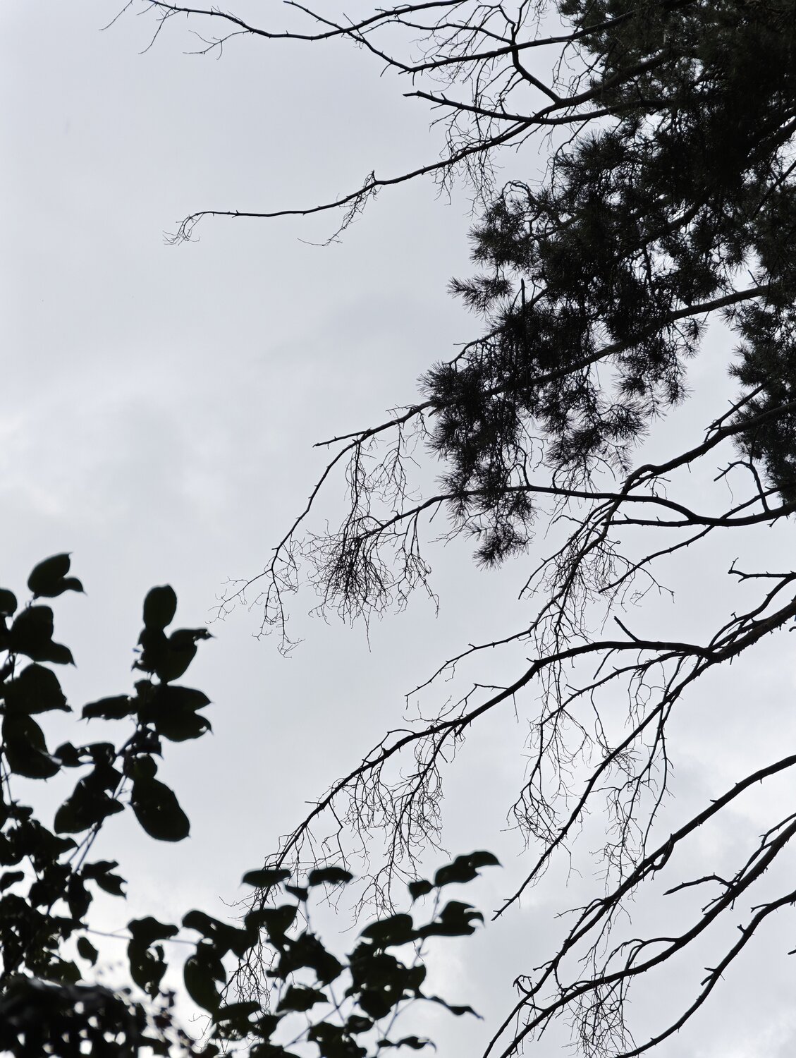 Photo #13999897
