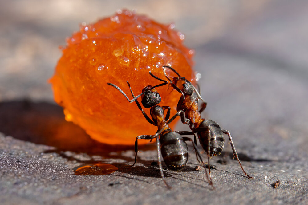 Photograph by Галина Суровицкая