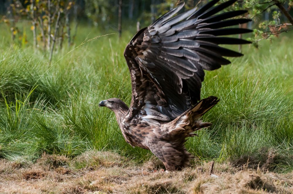 Lesser spotted eagle (juveni
