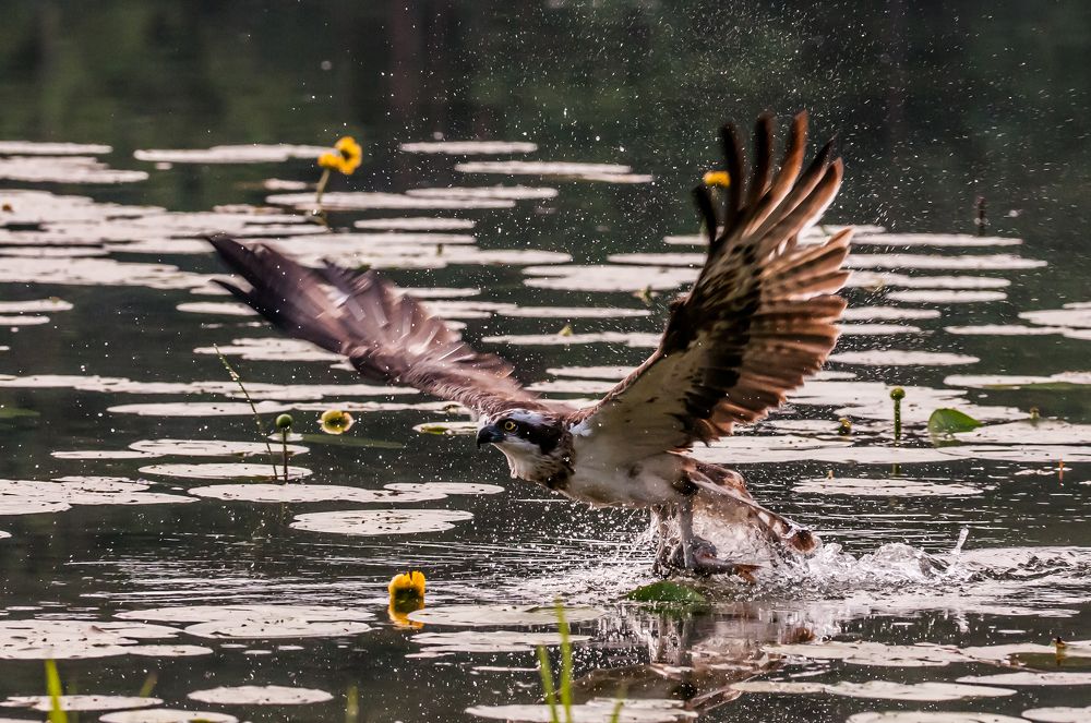 Sucessfull ospreys fishing.