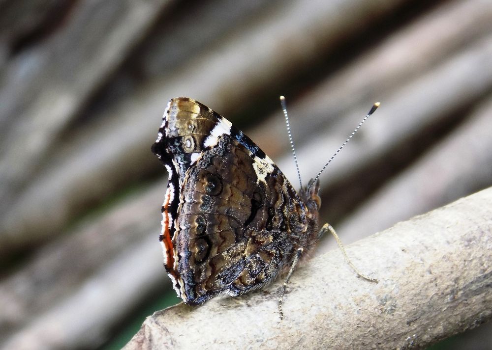 Бабочка испугалась