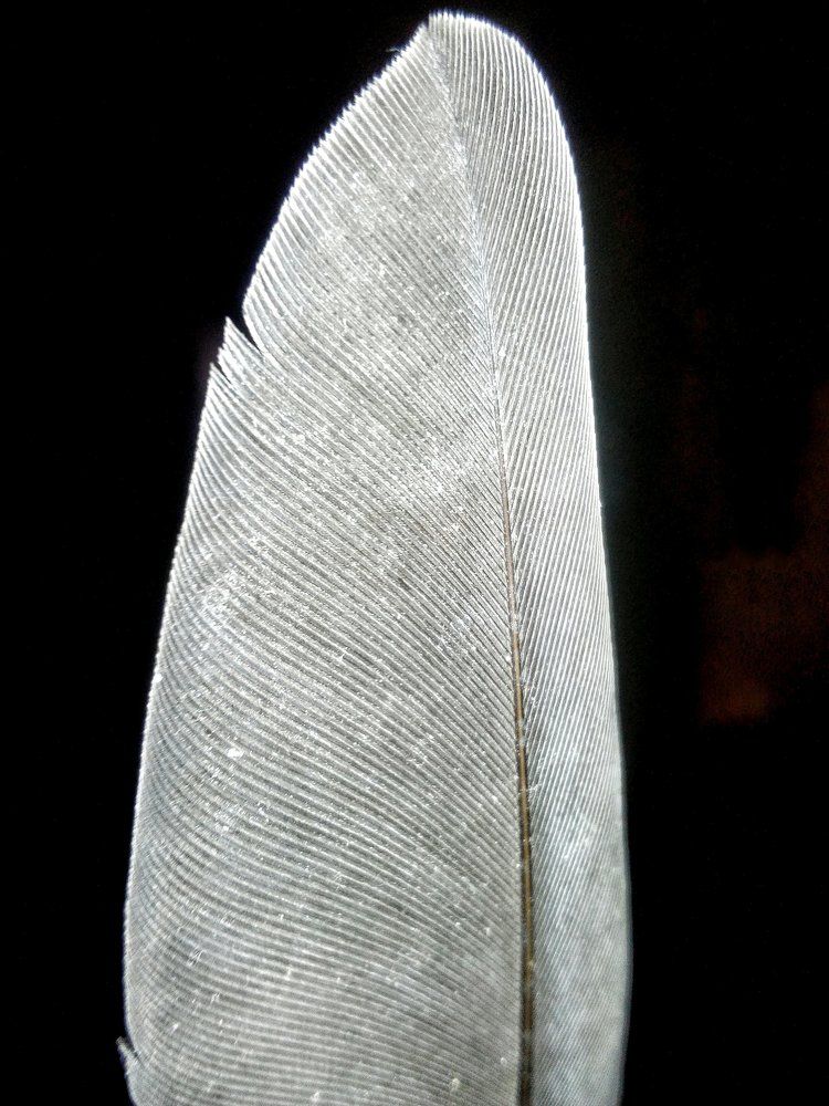 The Wing