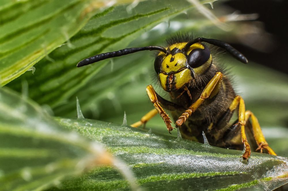 Wasp Portrait